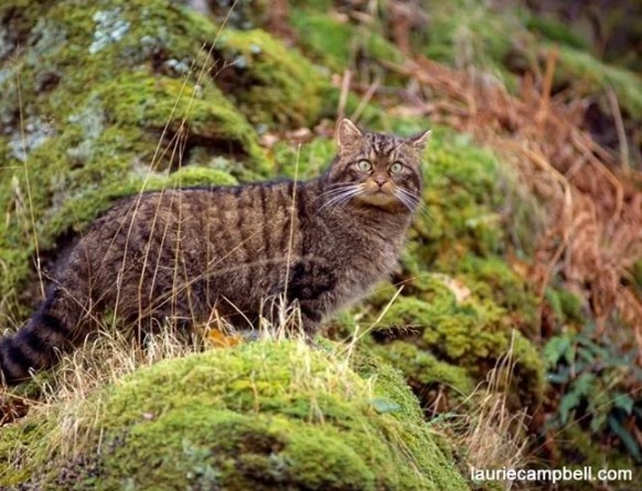 Scottish Wildcat